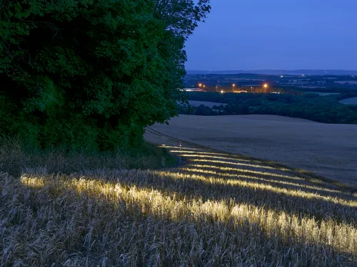 This is a landscape photograph taken in the evening during summer, showing light painting across agricultural fields of wheat. The main subject is the illuminated patterns created by light painting on the wheat fields, which run parallel to the edge of a dense, leafy woodland. In the distance, streetlights and lighting from a nearby settlement are visible, adding a warm glow to the horizon and contrasting with the cool blue tones of twilight. The photograph highlights the agricultural character of the landscape, with expansive fields stretching towards distant hills and a clear focus on the crop growing in this rural setting.